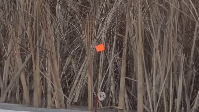 СЕРЁГА, МЕНТОВ ВЫЗЫВАЙ... ВОРУЮТ ЖЕРЛИЦЫ!!! ОСТАВИЛИ ЖЕРЛИЦЫ на НОЧЬ!!! РЫБАЛКА на ЖЕРЛИЦЫ 2024
