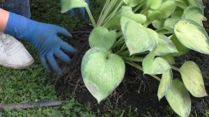 ХОСТА: ТОНКОСТИ ПЕРЕСАДКИ И СЕКРЕТЫ УХОДА!!