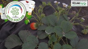 Выращивание ремонтантной земляники в теплице. Подготовка к зиме.