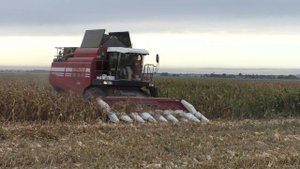 вечерняя уборка кукурузы комбайнами полесье