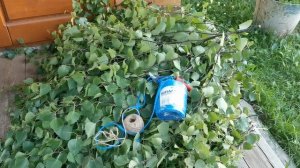 Заготавливаем банные веники: берёзовые, крапивные, дубовые.