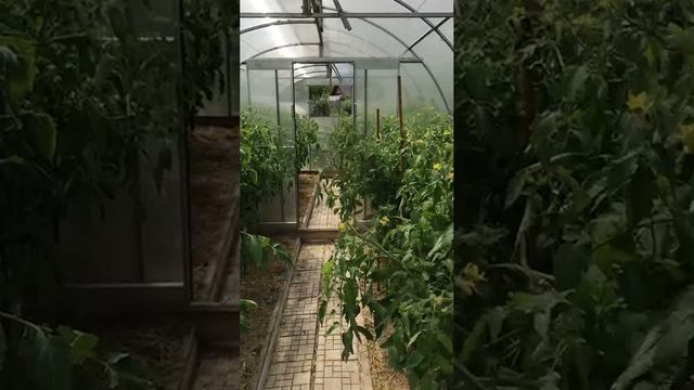 Карточка видео