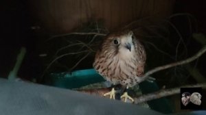 Содержание сокола