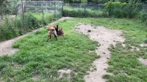 Немецкая овчарка 6 месяцев Лара! Бельгийская овчарка 8 месяцев Чон!