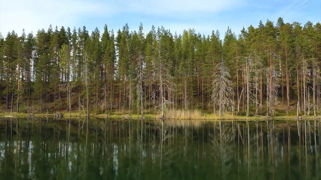 Listen To Nature And Birds Sing Along With Good Morning Piano Music - Morning Relaxing Music смотреть онлайн