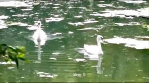 Памяти Игоря Талькова. Скажи откуда ты взялась. Клип.