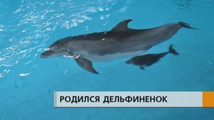 В Набережных Челнах родился дельфиненок.