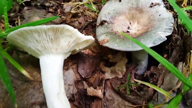 Грибы после дождя. смотреть онлайн