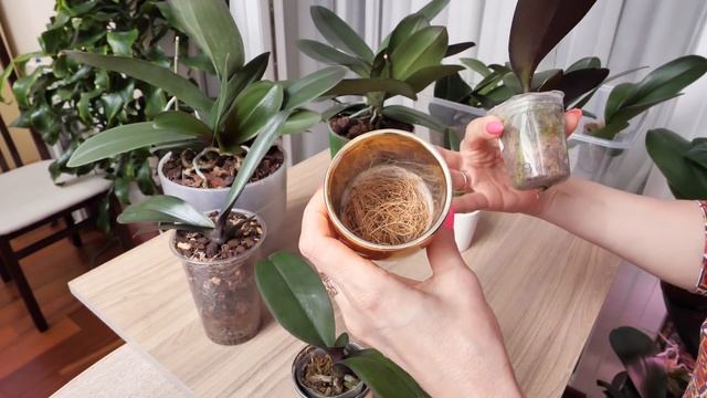 НЕ МОЧИТЬ значит НЕ МОЧИТЬ! Это из МОЕЙ ПРАКТИКИ! Они ВЫЖИЛИ/ Туда корни РАСТУТ как БЕШЕННЫЕ. смотреть онлайн