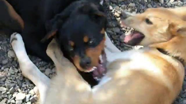 Ротвейлер VS Лайка смотреть онлайн