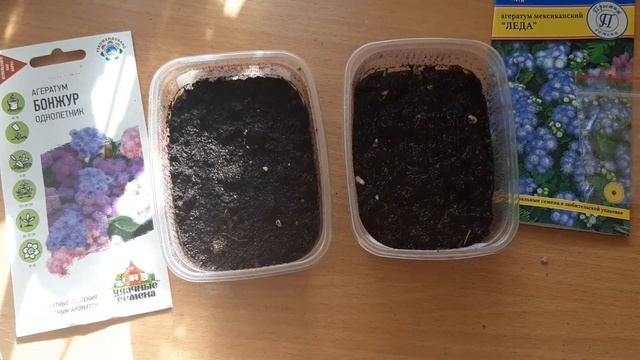 Агератум. Посев - всходы 100% смотреть онлайн