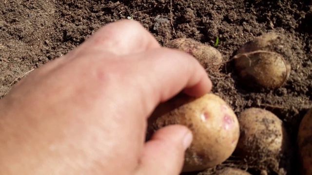 картофель не порадовал