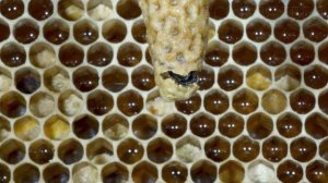 Вот почему пчелы жалят только один раз. Интересные факты о пчелах. Как живут пчелы