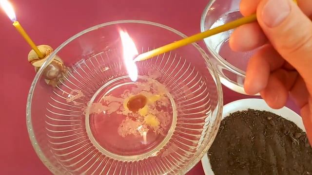 Если сыпят отпетую землю. Ритуал онлайн с чисткой порчи через землю.