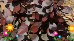 Барбарис тунберга Саммер Чоколат. Краткий обзор, описание berberis thunbergii Summer Chocolate