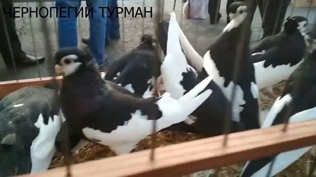 Чернопегий турман. | Порода короткоклювых голубей