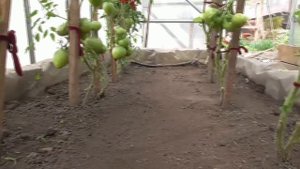 Больше никогда не буду выращивать томат "КУУМ" в ранней теплице! Ольга Чернова