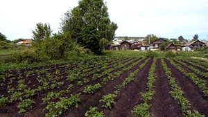 Прополка и окучивание картофеля мотоблоком