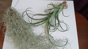 Обзор новинок: ТИЛЛАНДСИИ