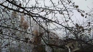 ☼октябрьские яблоки сорта Ренет Черненко