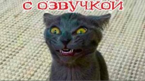 ПРИКОЛЫ С КОТАМИ Смешные животные С ОЗВУЧКОЙ ТЕСТ НА ПСИХИКУ