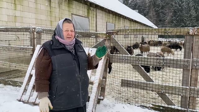 Выгул овец зимой. Как зимой содержать овец? смотреть онлайн
