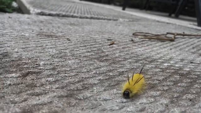 Caterpillar ? красивая желтая гусеница смотреть онлайн