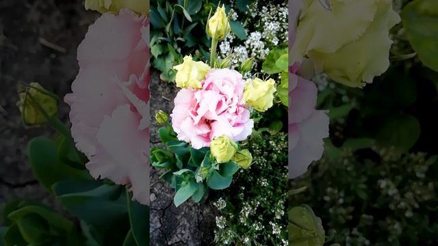 Розовая Красавица Эустома. (Pink Beauty Eustoma)?