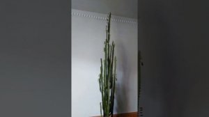 Опасное растение для детей. Молочай треугольный. Euphorbia trigona. poisonous plant.poisonous flowe