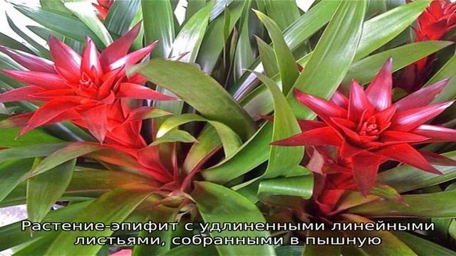 Записи с тегом 'вриезия' смотреть онлайн