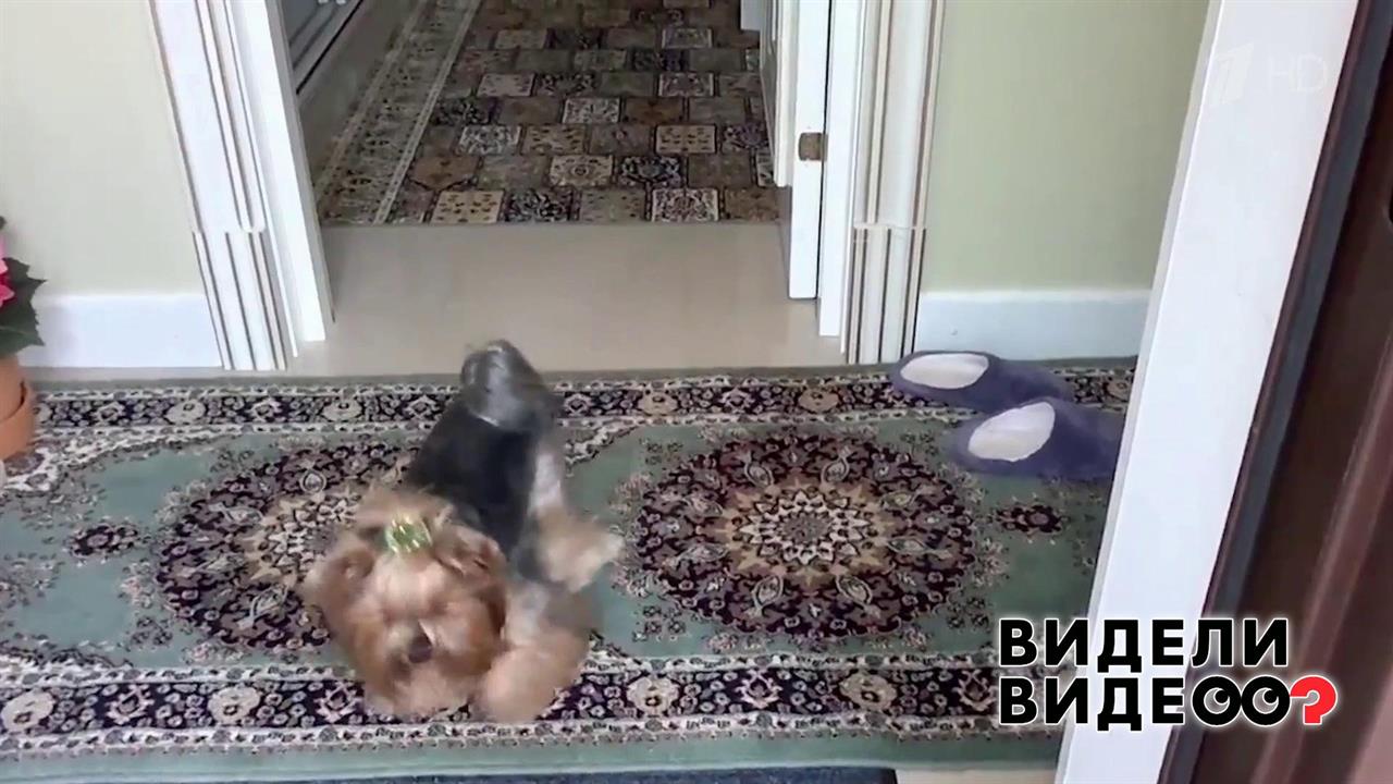 Йорк-чистюля. Видели видео? Фрагмент выпуска от 19.01.2020