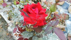 Top Rose Varieties With Name or ID / Rose Variety Names / Best Rose Variety