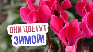 Какие комнатные растения цветут зимой? ТОП 6 цветущих домашних растений