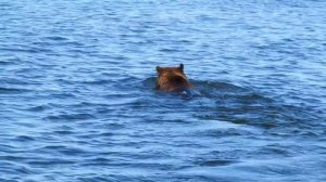 Чукотский бурый медведь переплывает реку Анадырь. Ширина реки около полутора километров.