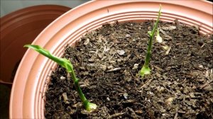 Growing Ginger from Rhizome Cuttings, Days 31-35