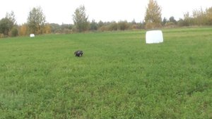 Курцхаар Тайна: поиск, стойка, перемещенный бекас.