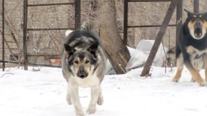 Нож на охоте. из серии "Зачем мне нож?".mp4