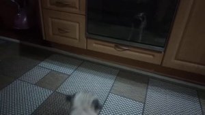 Мопс гавкает) увидел самого себя) Фрэнку скоро 4 месяца #мопс #мопсгавкает #собака