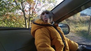 Прикол. Макака дразниться. Макака Фёдор показывает язык.