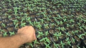 Сортировка Катарантусов и подкормка после сортировки. Четвертая подкормка Катарантусов. NPK 20-20-2