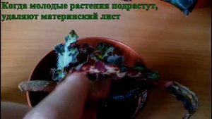 Бегония борщевиколистная. Размножение. Цветение.