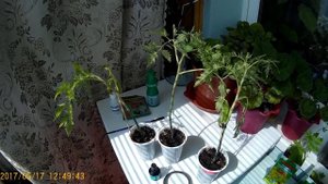 Заболели томаты. (некроз стебля).