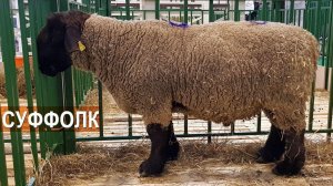 Баран-производитель породы суффолк. Выставка АгроФерма-2018