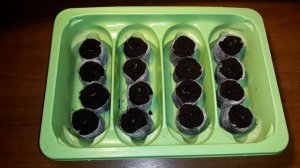 ЭУСТОМА?/УХОД ЗА ВСХОДАМИ/ПОСЕВ ОТ 18.12.20