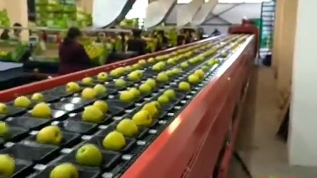 ЛИНИЯ СОРТИРОВКИ ЯБЛОК ДО 10 ТОНН В ЧАС (КАБАРДИНО-БАЛКАРИЯ)