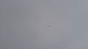 Николаевские голуби Кукуц В.Ф.