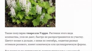 Тиарелла тиарка – посадка и уход  Фото