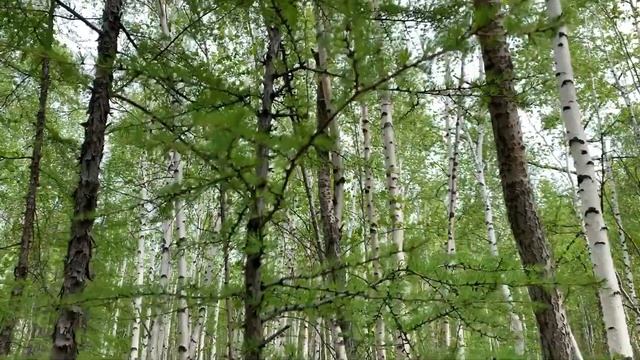 С бюджетным металлоискателем по старой дороге. смотреть онлайн