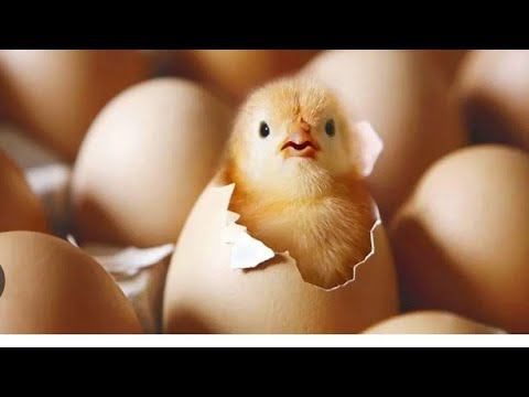 Кто вылупится курочка или петушок смотреть онлайн