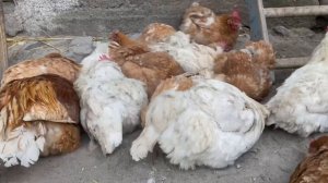 Почему куры купаются в золе//Мясо яичная порода кур Мини мясные палевые белохвостые инкуб яйцо 🇺🇦